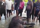 WILD BUFFALO: UBAH, OKPAI, NDOKWA EAST L.G.A, OF DELTA STATE