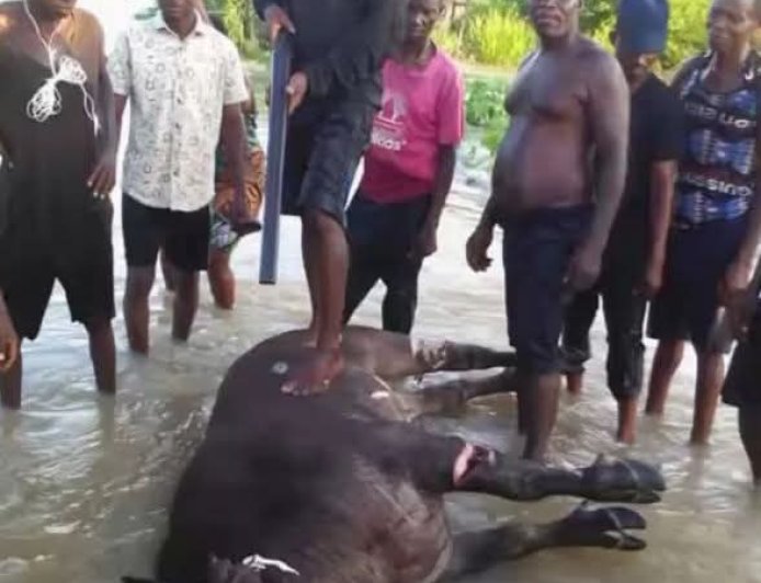 WILD BUFFALO: UBAH, OKPAI, NDOKWA EAST L.G.A, OF DELTA STATE